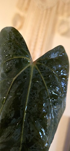 Anthurium carlablackiae nse - nse, x