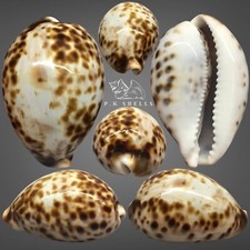 Cypraea tigris pardalis 1 - cypraea, 76,1