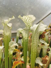 Sarracenia leucophylla SL002 ALS - Taglia M - Pianta Carnivora