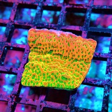 WYSIWYG - REx Rainbow