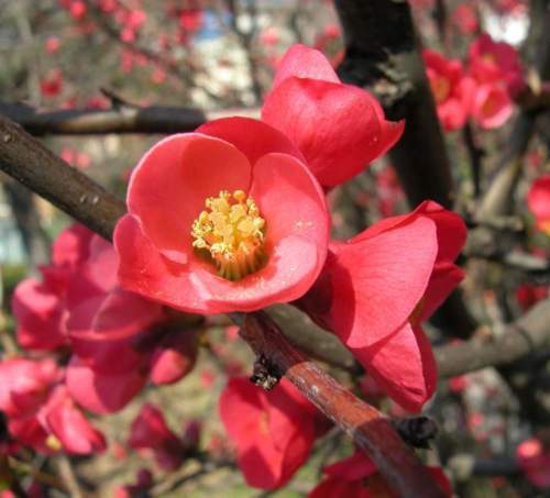 Semi japanese quince - 10,
