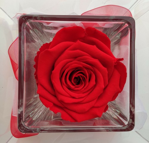 Idea regalo rosa stabilizzata - idea,