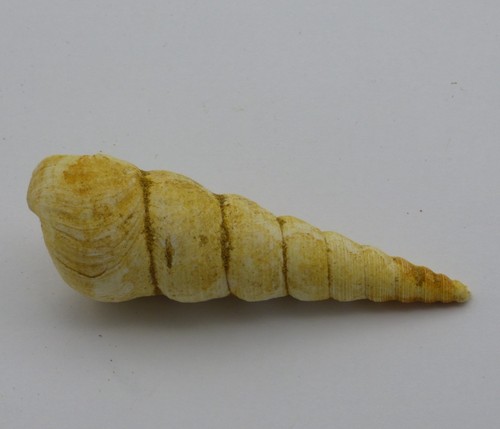 Miocene fossil gastropod - miocene,