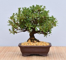 Bonsai da Esterno, Azalea