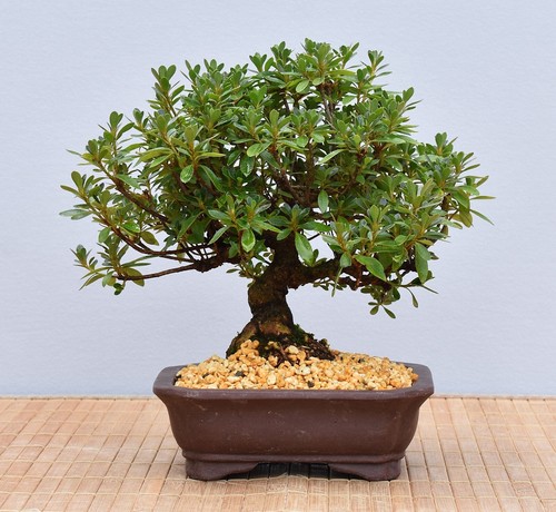 Bonsai esterno azalea - bonsai,