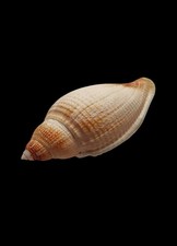 SHELL CONCHIGLIA VOLUTA ATHLETA ABYSSICOLA mm.83,4 SOUTH AFRICA