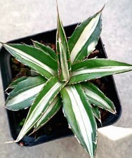 Rara Agave horrida 'Mediopicta