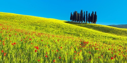 Quadro campo grano - quadro,