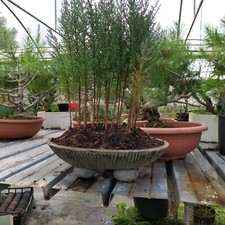 Vasi per bonsai - 2,