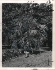 1965 Foto Stampa Butia Capitata palma dà ombra su prato tentacolare