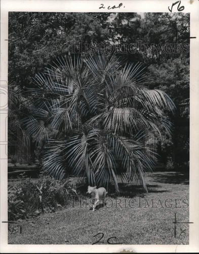 1965 foto stampa - 1965,
