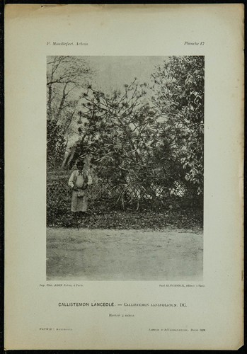 1898 callistemon lanceolato - 1898,