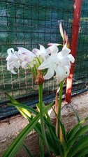 Crinum Mrs. James Hendry