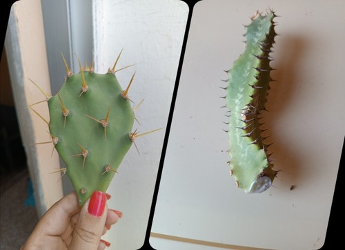 Esquejes cactus uno - esquejes,
