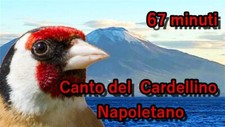 CANTO DEL CARDELLINO NAPOLETANO ITALIANO UTILE PER ISTRUIRE ANCHE IBRIDI SU USB