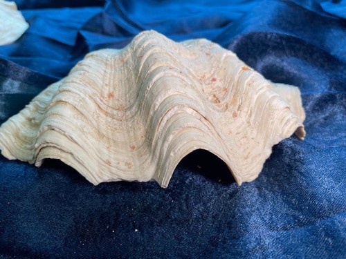 Natural clam shell - natural, tridacna