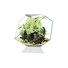 ASKOLL Ciano Nexus C5 Betta