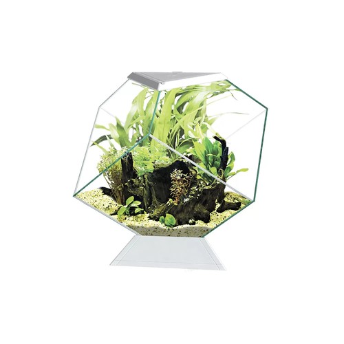 Askoll ciano nexus betta - askoll,