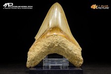 Dente di Carcharocles megalodon