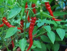 30 semi di peperoncino CAYENNA