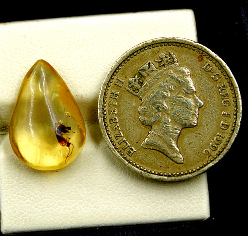 Ambra baltica fossilizzata