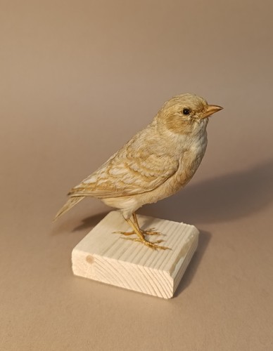 Taxidermy cabinet de - cabinet,