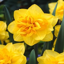 Narcisi bulbi di fiori cipolle fiori Narciso doppio Apotheose 5 pz.