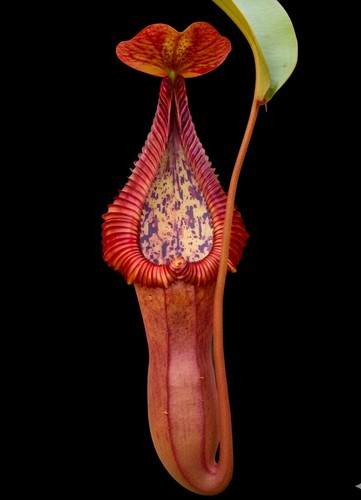 Nepenthes truncata - nepenthes,