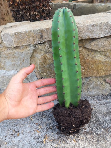 Cactus colonnare 30cm in - cactus,
