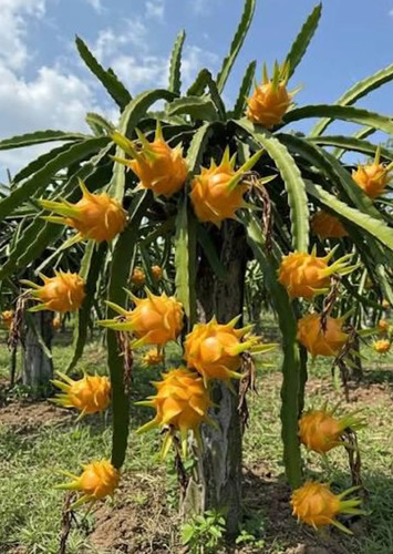 Talea cutting dragon fruit - 1, -dragon
