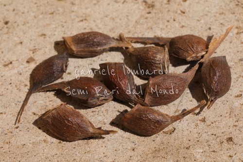 Acero zuccherino acer - acero,