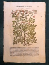 MATTIOLI MATTHIOLI Erbario a