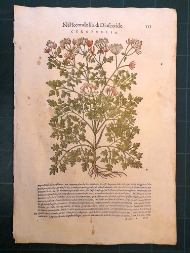 Mattioli matthioli erbario - matthioli, a