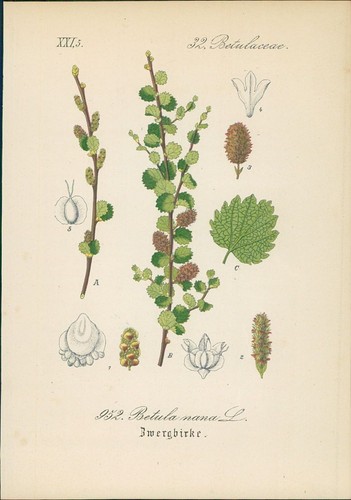 Chromolithographie - ,