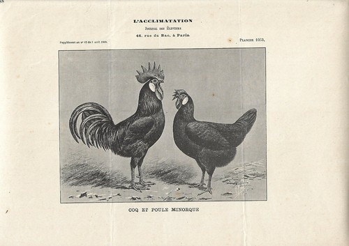 Stampa antica gallo gallina - antica, e