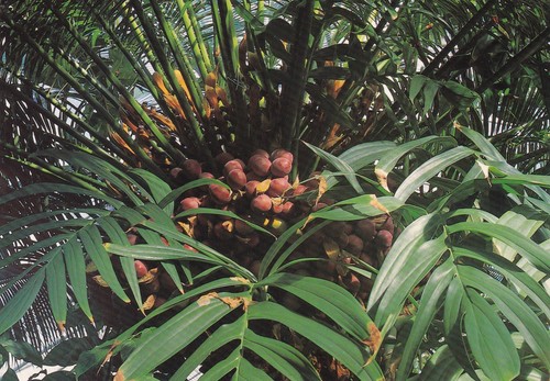 Royal botanic garden - botanic, edinburgh