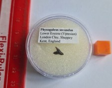 ULTRA RARO UK Dente Di Squalo