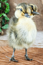 Two 2 Headed Duck Duckling