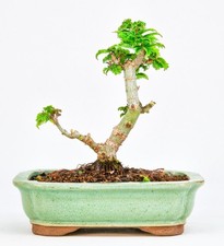 Bonsai di Acero Testa di Leone