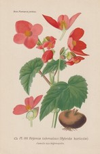 Begonie tuberiche (Begonia