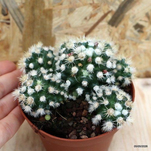 Mammillaria gracilis vaso - vaso, 10
