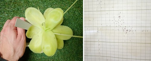 Semi pinguicula - semi, (10)