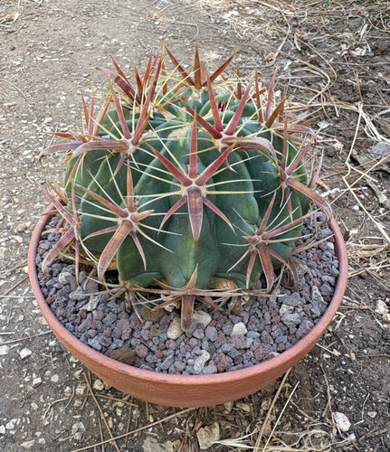 Ferocactus latispinus cactus - -,