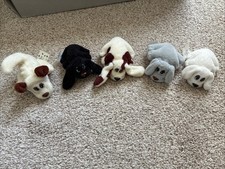 Cuccioli di libbra - cuccioli,