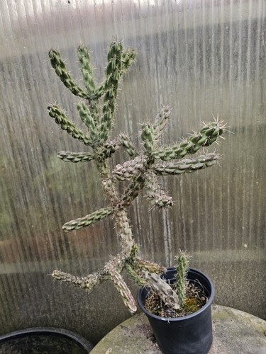 Cactus opuntia imbricata - opuntia,