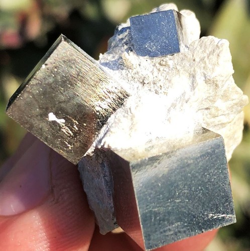 Nuovo raro esemplare di - 29,0,