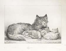 Gatto Gatti Madre Di Gatto