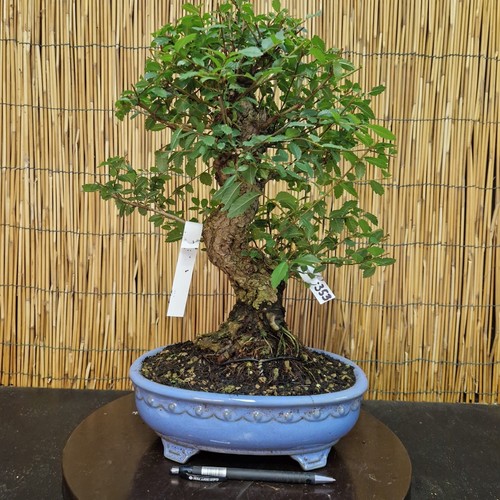 Bonsai olmo parvifolia - bonsai,