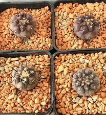 Copiapoa cinerea sulle - , proprie