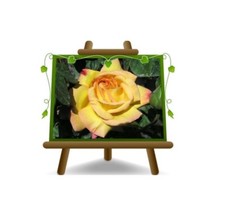 Rosa Rampicante Fiore Grande